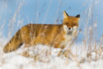 European Red Fox (Vulpes vulpes), on a snow covered field in winter, alert, with blue sky in the