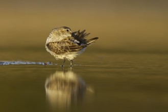 Dunlin (Calidris alpina) preening, North Rhine-Westphalia, Germany