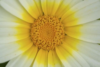 Macro shot capturing the vibrant details of a crown daisy at the botanical gardens, highlighting