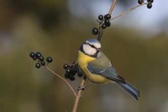 Eurasian Blue Tit (Cyanistes caeruleus), Baden-Wuerttemberg, Germany