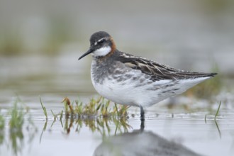 Red-necked Phalarope (Phalaropus lobatus), Alaska, USA