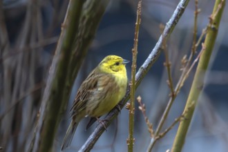 Yellowhammer (Emberiza citrinella) in woodland, Bavaria, Germany