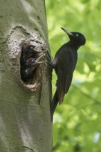 Black Woodpecker (Dryocopus martius) female at nest hole with chicks, North Rhine-Westphalia,