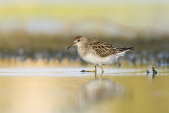 Sharp-tailed Sandpiper (Calidris acuminata), Victoria, Australia