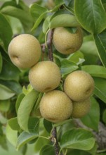 Nashi pear (Pyrus pyrifolia 'Hosui'), Bundessortenamt Prüfstelle Wurzen, Federal Republic of
