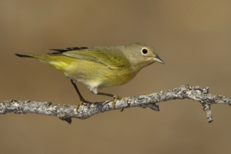 Nashville Warbler (Leiothlypis ruficapilla), Texas, USA
