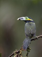 Spot-billed Toucanet (Selenidera maculirostris) male perched on a branch, Altlantic rainforest,