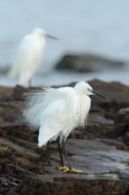 Little Egret (Egretta garzetta), Asturias, Spain