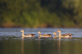 Egyptian Goose (Alopochen aegyptiaca) pair with young on water, North Rhine-Westphalia, Germany