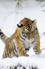 A tiger cub playing energetically in the snow, full of adventure, Siberian tiger (Panthera tigris