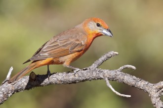 Hepatic Tanager (Piranga flava) perched on a branch in southern Arizona, USA
