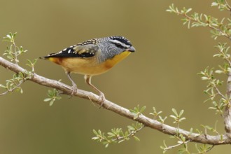 Spotted Pardalote (Pardalotus punctatus) male, Victoria, Australia