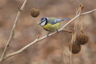 Eurasian Blue Tit (Cyanistes caeruleus), Baden-Wuerttemberg, Germany