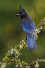 Steller's Jay (Cyanocitta stelleri) - Victoria BC, Canada