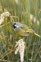 White-bridled Finch (Melanodera melanodera) male, Falkland Islands