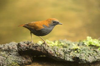 Gould's Shortwing (Heteroxenicus stellatus), Yunnan, China