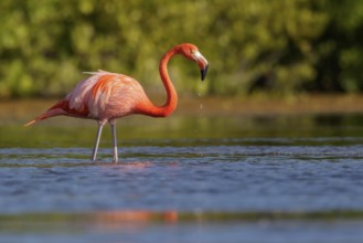 American flamingo (Phoenicopterus ruber) feeding in a lagoon in Cuba
