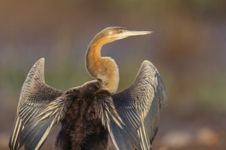 African darter (Anhinga rufa), Marakissa River Camp / Canoe tri, Marakissa, South Bank, Gambia