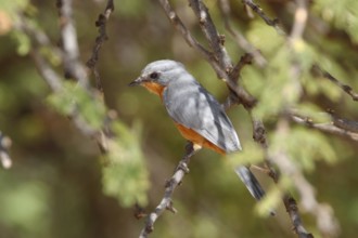 Silverbird (Empidornis semipartitus), Masai Mara, Kenya