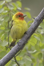 Western Tanager (Piranga ludoviciana) male, British Columbia, Canada