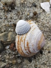 Two mussels (bivalvia) on sandy ground with small stones on the beach of the Baltic Sea in Poland