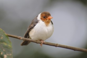 Yellow-billed Cardinal (Paroaria capitata) juvenile, Pantanal, Brazil