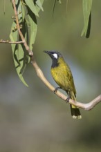 White-eared Honeyeater (Nesoptilotis leucotis), Victoria, Australia