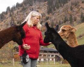 An elderly woman interacts with multiple alpacas in the scenic Austrian countryside, showcasing a