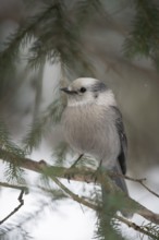Grey Jay (Perisoreus canadensis) perched on a branch, Wyoming, USA