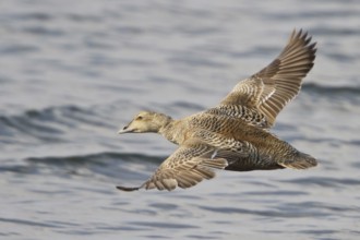 Common Eider (Somateria mollissima) female flying, Manitoba, Canada