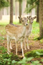 European fallow deer (Dama dama) mother with her fawn standing in a forest, Bavaria, Germany