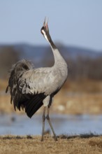 Common Crane (Grus grus) mating, Vaestergoetland, Sweden