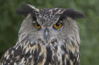 Eurasian Eagle-Owl (Bubo bubo) juvenile, Hesse, Germany
