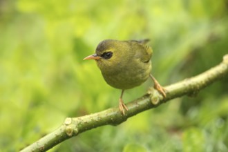 Mountain Blackeye (Chlorocharis emiliae), Sabah, Malaysia
