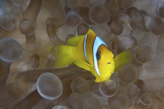 Vibrant Two-banded Anemonefish peeking through translucent tentacles in a symbiotic setting