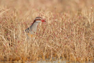 Buff-banded Rail (Gallirallus philippensis), Western Australia, Australia
