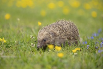 European hedgehog (Erinaceus europaeus) adult animal in a grassland meadow in spring, England,