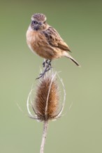 European Stonechat (Saxicola rubicola) female, Asturias, Spain