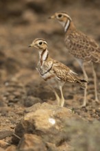 Three-banded Courser (Rhinoptilus cinctus), Kakamega Forest, Kenya