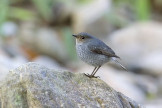 Plumbeous Water Redstart (Phoenicurus fuliginosus) female, Fang, Chiang Mai, Thailand