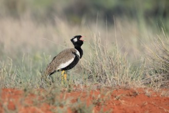 White-winged Bustard (Afrotis afraoides), adult, male, calling, courtship display, Mokala National