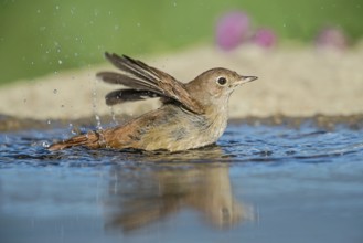 Common Nightingale (Luscinia megarhynchos) bathing in waterhole, Aosta Valley, Italy