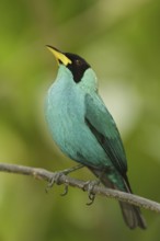 Green Honeycreeper (Chlorophanes spiza) male, Trinidad and Tobago