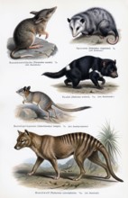 Display Panel Marsupials, Opossums (Didelphis), Marsupial rat, Marsupial devil (Sarcophilus