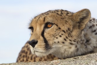 Cheetah (Acinonyx jubatus) captive, female, Castile-La Mancha, Spain