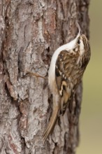 Short-toed Treecreeper (Certhia brachydactyla), St. Gallen, Switzerland