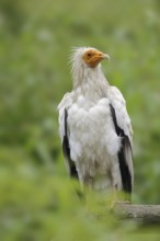 Egyptian Vulture (Neophron percnopterus), Provence, Southern France