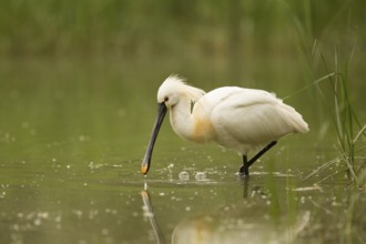 Eurasian Spoonbill (Platalea leucorodia), Serbia