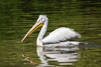 Dalmatian pelican (Pelecanus crispus) swimming on a lake, Bavaria, Germany