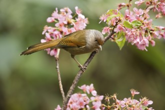 Rusty-fronted Barwing (Actinodura egertoni), Yunnan, China